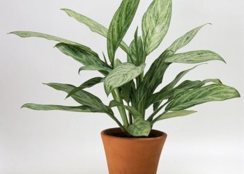 4. Aglaoneema
